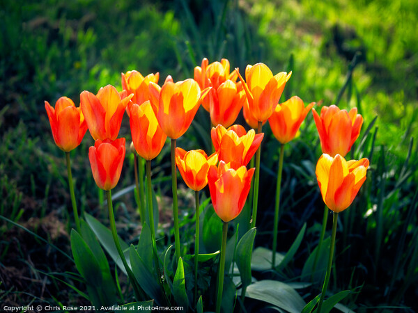 Tulips Picture Board by Chris Rose