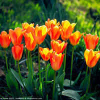Buy canvas prints of Tulips by Chris Rose