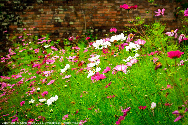 Cosmos, Summer garden flower border Picture Board by Chris Rose