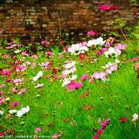 Buy canvas prints of Cosmos, Summer garden flower border by Chris Rose