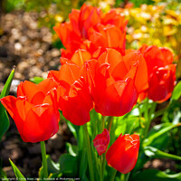 Buy canvas prints of Tulips by Chris Rose