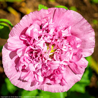 Buy canvas prints of Peony flower by Chris Rose
