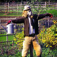 Buy canvas prints of Scarecrow by Chris Rose