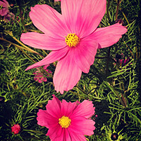 Buy canvas prints of Pink Cosmos flowers by Chris Rose