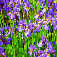 Buy canvas prints of Mauve iris flowers by Chris Rose
