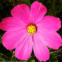 Buy canvas prints of Pink cosmos flower by Chris Rose
