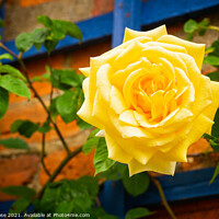 Buy canvas prints of Yellow rose by Chris Rose