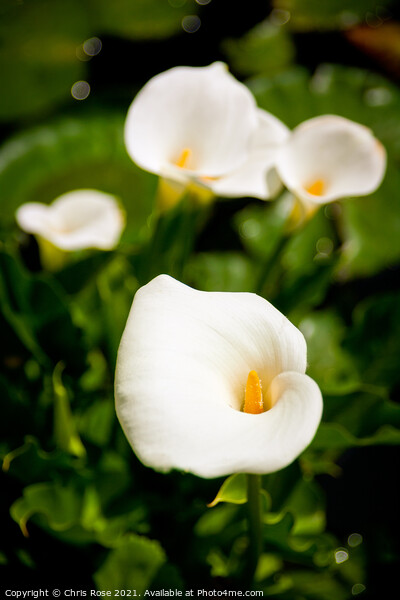 Calla Lillies Picture Board by Chris Rose
