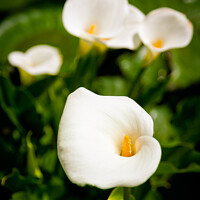 Buy canvas prints of Calla Lillies by Chris Rose