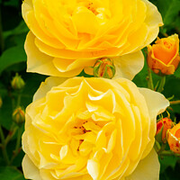 Buy canvas prints of Two yellow roses by Chris Rose