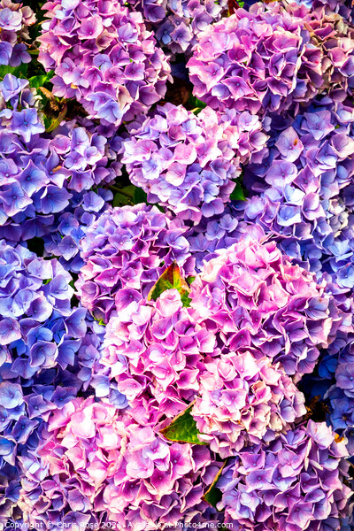 Hydrangea flowers Picture Board by Chris Rose