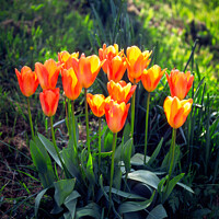 Buy canvas prints of Tulips, Orange and yellow  by Chris Rose