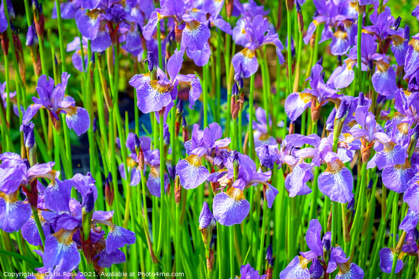 Iris flowers Picture Board by Chris Rose