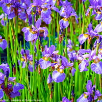 Buy canvas prints of Iris flowers by Chris Rose