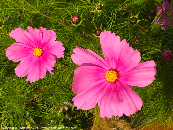Pink Cosmos Picture Board by Chris Rose