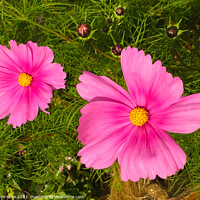 Buy canvas prints of Pink Cosmos by Chris Rose