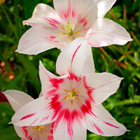 Buy canvas prints of Lily flowers by Chris Rose