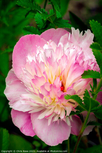A pink Peony flower Picture Board by Chris Rose