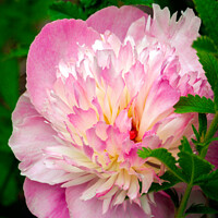 Buy canvas prints of A pink Peony flower by Chris Rose