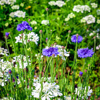Buy canvas prints of Spring flowers garden border by Chris Rose