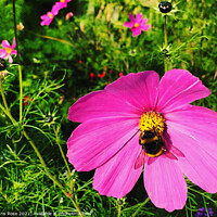 Buy canvas prints of Pink Cosmos by Chris Rose