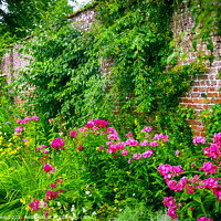 Buy canvas prints of Colouful summer garden border by Chris Rose