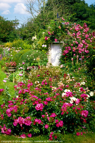 Colourful summer flower border Picture Board by Chris Rose