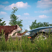 Buy canvas prints of Minchinhampton Common, A cow stands in the road by Chris Rose