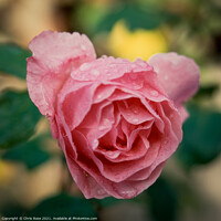 Buy canvas prints of Pink rose by Chris Rose