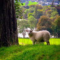 Buy canvas prints of Lake District sheep by Chris Rose