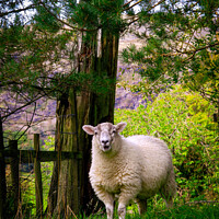 Buy canvas prints of Lake District sheep by Chris Rose