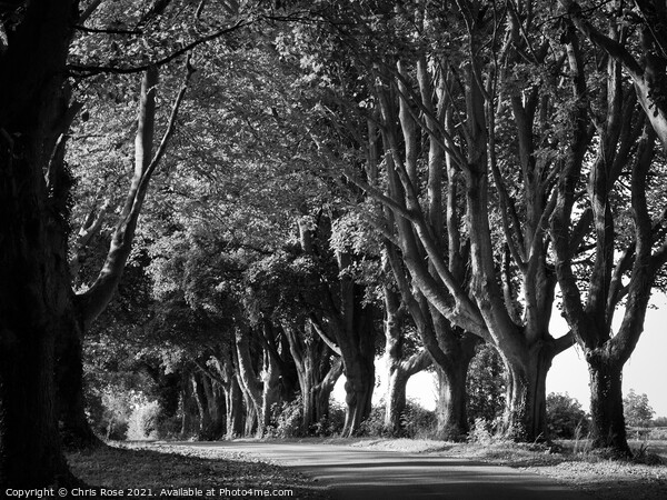 Tree lined country lane Picture Board by Chris Rose