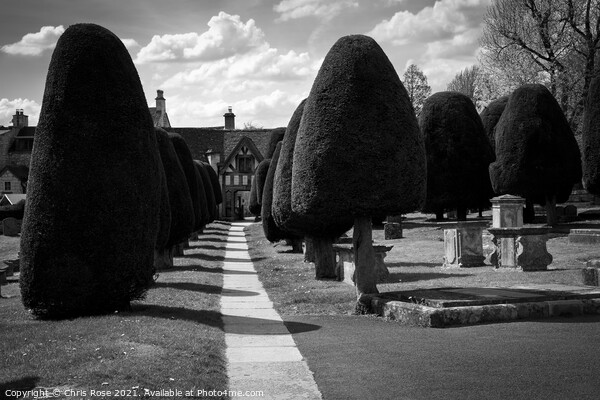 Painswick churchyard yew trees Picture Board by Chris Rose