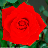 Buy canvas prints of Red Rose by Chris Rose