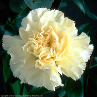 Buy canvas prints of White Carnation by Chris Rose
