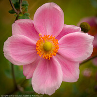 Buy canvas prints of Japanese Anemone flower by Chris Rose