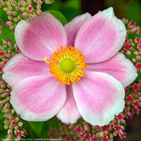 Buy canvas prints of Japanese Anemone by Chris Rose