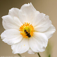 Buy canvas prints of Japanese Anenome by Chris Rose