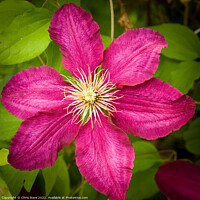 Buy canvas prints of Purple clematis by Chris Rose