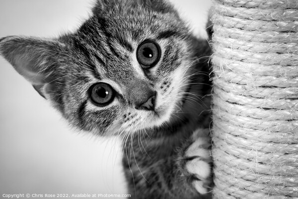 Cute kitten Picture Board by Chris Rose