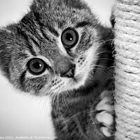 Buy canvas prints of Cute kitten by Chris Rose