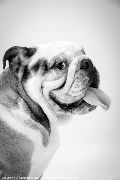 British Bulldog Picture Board by Chris Rose