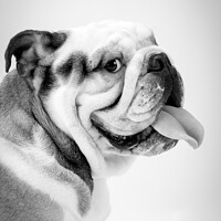 Buy canvas prints of British Bulldog by Chris Rose