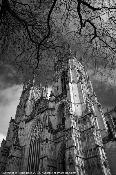Spring at York Minster Picture Board by Chris Rose