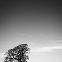 Buy canvas prints of One tree on the horizon landscape by Chris Rose