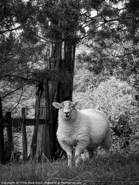 Lake District sheep posing for the camera Picture Board by Chris Rose