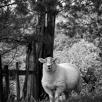 Buy canvas prints of Lake District sheep posing for the camera by Chris Rose