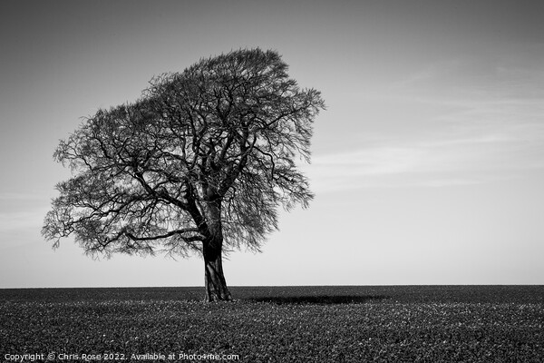 One tree on the horizon landscape Picture Board by Chris Rose