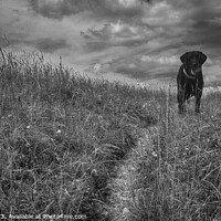 Buy canvas prints of Black lab waits with a ball by Chris Rose