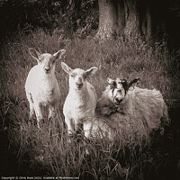 Buy canvas prints of Lake District  sheep,. A ewe and two lambs in long by Chris Rose